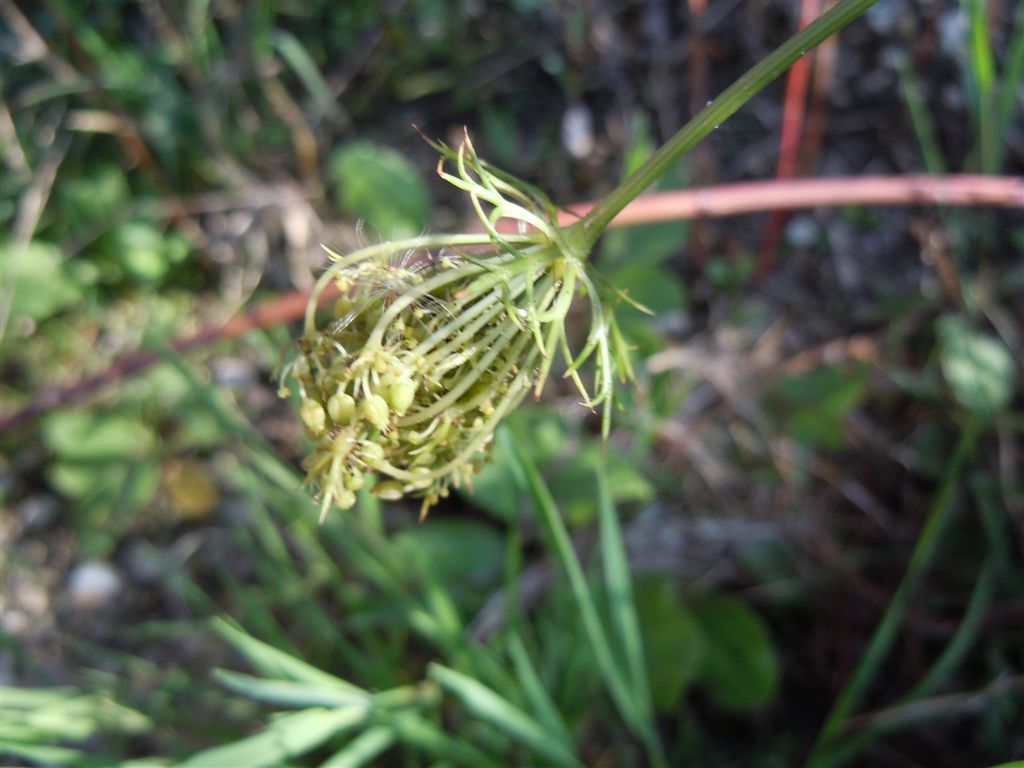 Piccola Apiacea - Daucus carota